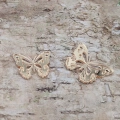 motyle-azurowe-pleksi-lustrzana-zloto-2mm 29x35 24x30